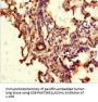 ABCG8 Antibody