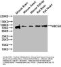 ABCG8 Antibody