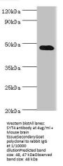 SYT4 Antibody
