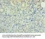 SYT4 Antibody