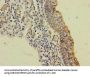 SLC6A15 Antibody