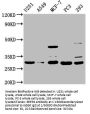 REEP4 Antibody
