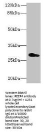 REEP4 Antibody