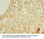 REEP4 Antibody