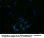 REEP4 Antibody