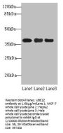 UBE2Z Antibody