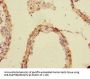 UBE2Z Antibody