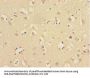 UBE2Z Antibody