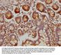 MUC5B Antibody