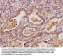 MUC5B Antibody