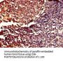 PDE11A Antibody