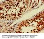 PDE11A Antibody