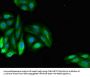 PDE11A Antibody