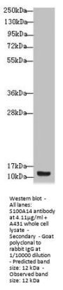 S100A14 Antibody