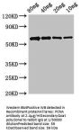 PCNA Antibody