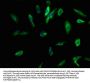KCNMB3 Antibody