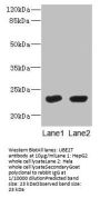 UBE2T Antibody