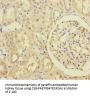 RIC8A Antibody