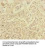 RIC8A Antibody