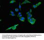 PIH1D3 Antibody