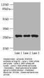 EXOSC5 Antibody
