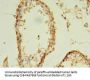 EXOSC5 Antibody