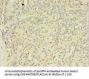 EXOSC5 Antibody