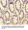 XPNPEP1 Antibody