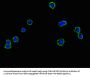 CNNM1 Antibody