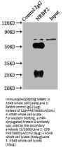 NRBP2 Antibody