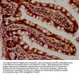 SEPT11 Antibody