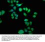 SEPT11 Antibody