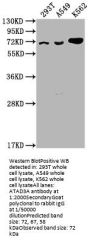ATAD3A Antibody