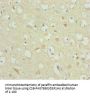 RBFOX1 Antibody