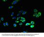 SLC52A1 Antibody
