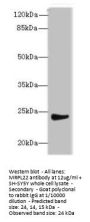 MRPL22 Antibody