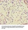 GAR1 Antibody