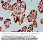 BARHL2 Antibody