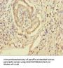 SMPD3 Antibody