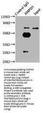SMPD3 Antibody