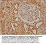 PSENEN Antibody
