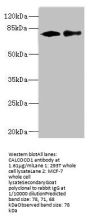 CALCOCO1 Antibody