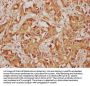 USP36 Antibody