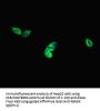 DNAH1 Antibody
