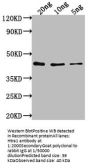 Htra1 Antibody