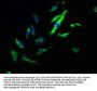 TJP2 Antibody