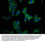 KCNN3 Antibody