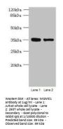 MGME1 Antibody