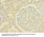 MGME1 Antibody