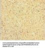 NIPSNAP3B Antibody